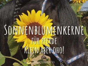 Sonnenblumenkerne fürs Pferd