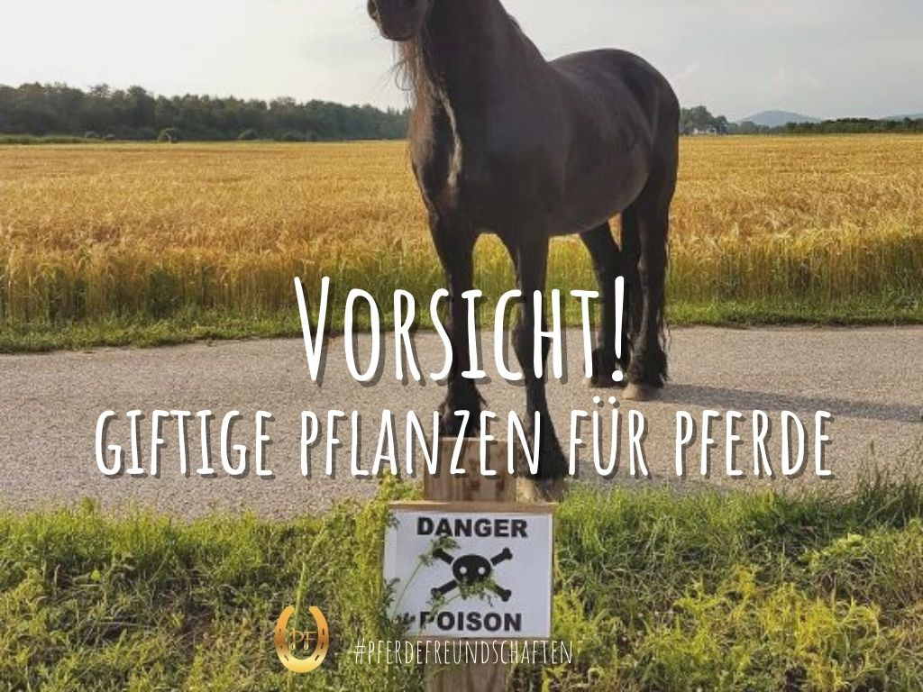 giftige Pflanzen für Pferde