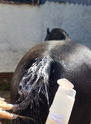 Shampoo für Pferde selber machen