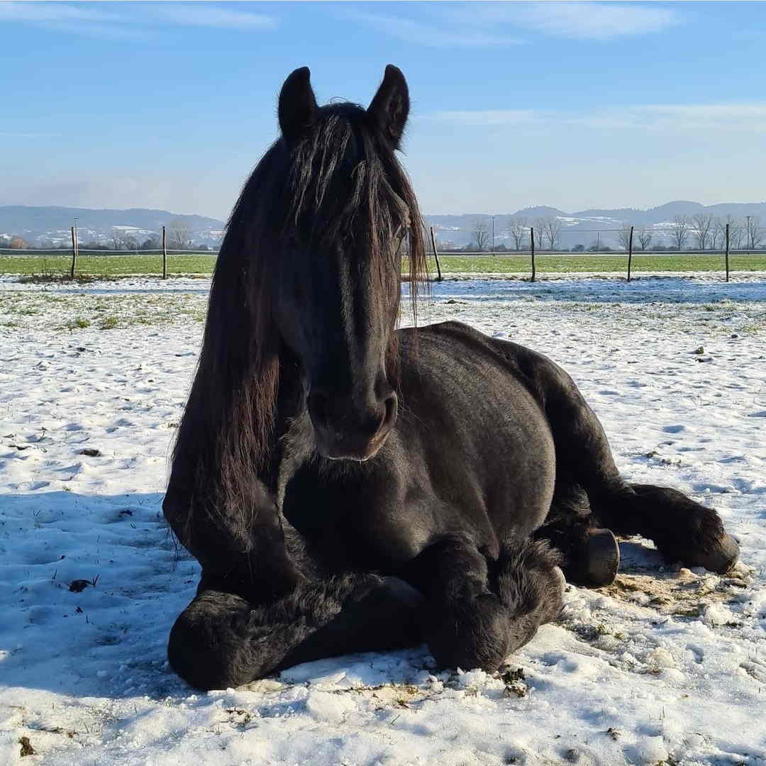 Pferd Winter