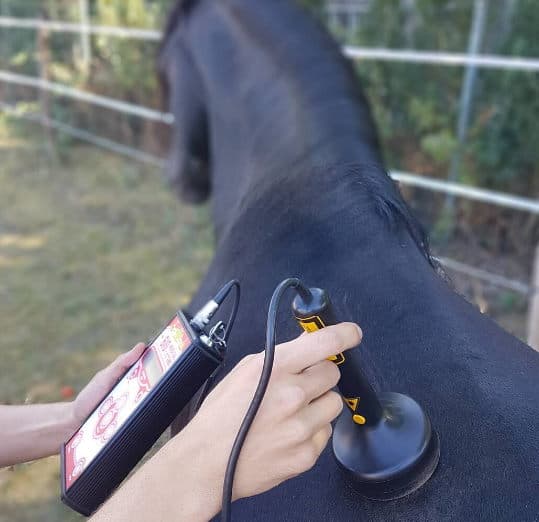 Sanfte Heilung für Pferde