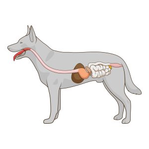 Magen-Darm Probleme beim Hund