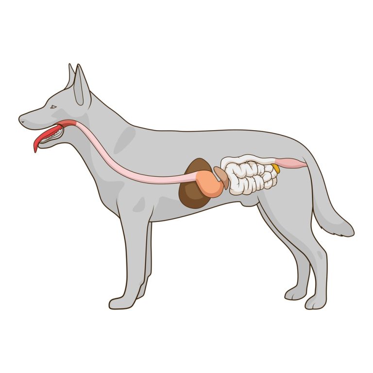 Magen-Darm Probleme beim Hund